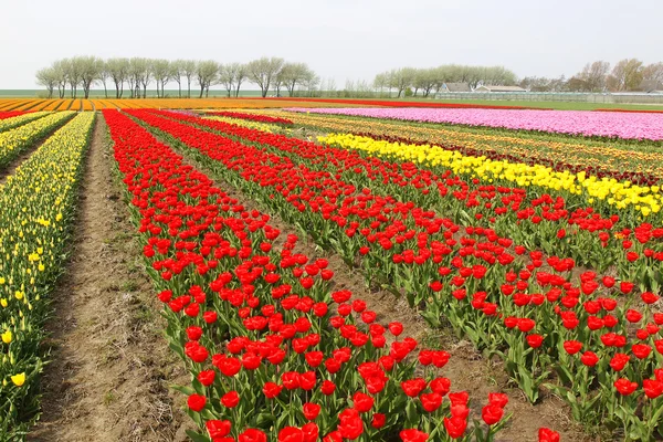 Different colorful rows of tulips on a tulip field — Stock Photo, Image