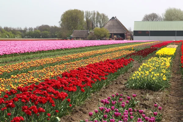 Diferentes filas de tulipanes en un campo de tulipanes en Frisia (Holanda) ) — Foto de Stock