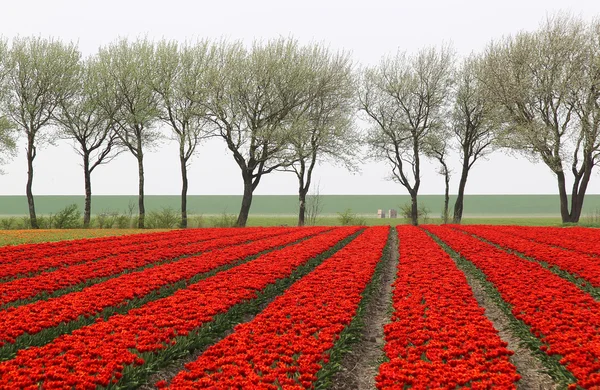 Тюльпан поле — стокове фото