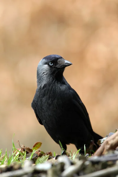 Jackdaw (corvus monedula) — Stock Photo, Image