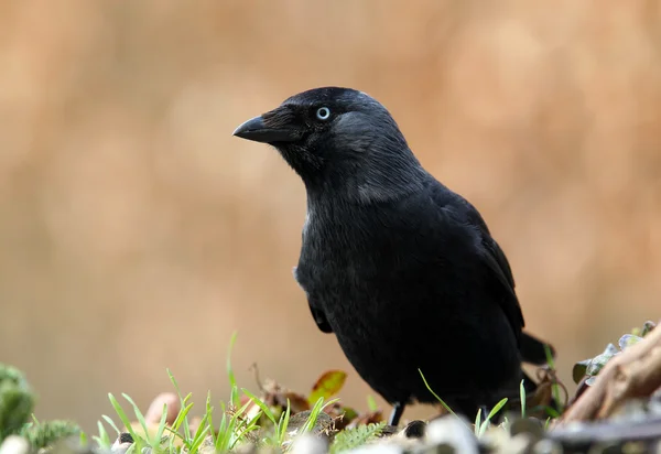 Kajan (corvus monedula) — Stockfoto
