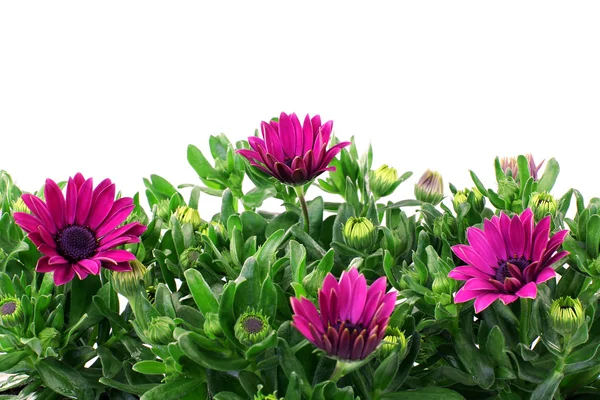 stock image Purple daisies