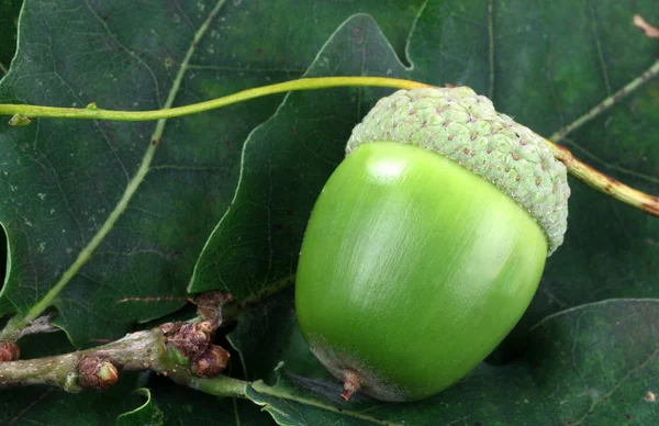 stock image Acorn on a branch