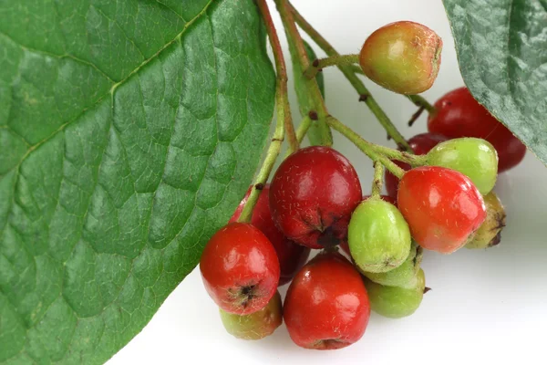 Niektóre jesienią czerwone i zielone jagody i liście — Zdjęcie stockowe
