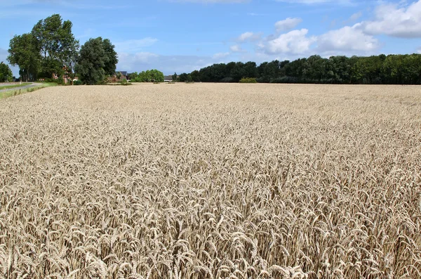 Dutch wheat field — Stock Photo, Image