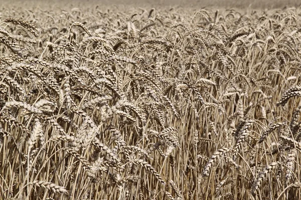 Campo de trigo neerlandês — Fotografia de Stock