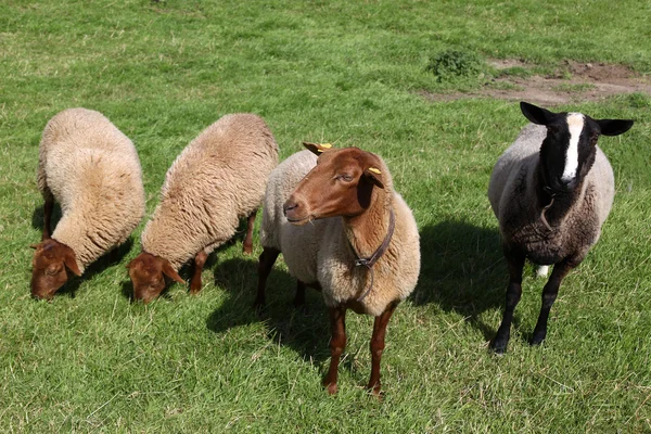 Bruine schapen — Stockfoto