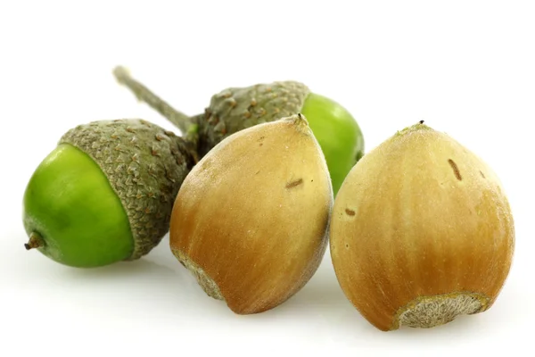 Two hazelnuts and two acorns — Stock Photo, Image