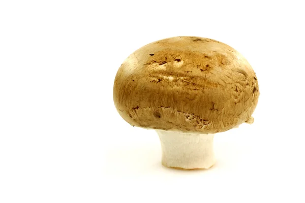 One fresh brown champignon — Stock Photo, Image