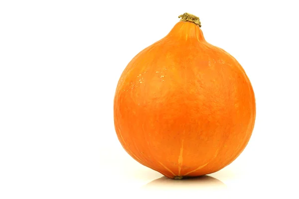 One pumpkin — Stock Photo, Image