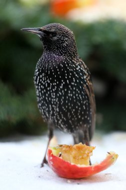 Bir elma besleme starling (sturnus vulgaris)