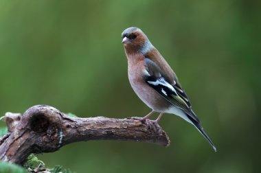 ispinoz (fringilla coelebs)