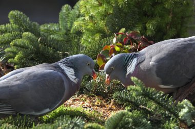 Ahşap güvercin (Columba palumbus)