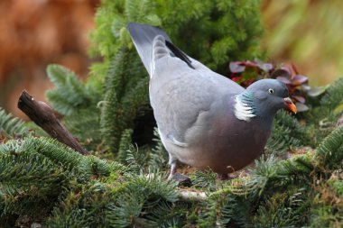 Ahşap güvercin (Columba palumbus)