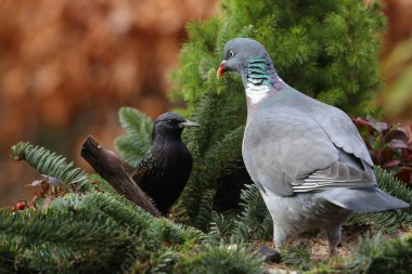 Ahşap güvercin (Columba palumbus)