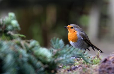 Robin (Erithacus rubecula)