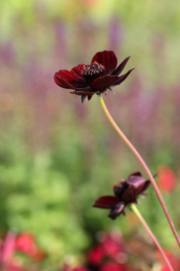 Flowering chocolate plant (Cosmos atrosanguineus) clipart