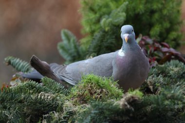 Ahşap güvercin (Columba palumbus)