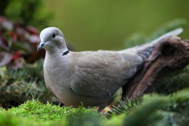 Yakalı güvercin (Streptopelia decaocto)