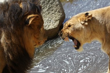 Aslan (Panthera leo) kükrer