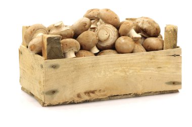 mezarda kahverengi champignon mantar