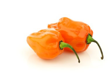 Baharatlı acı adjuma biber (Capsicum chinense )