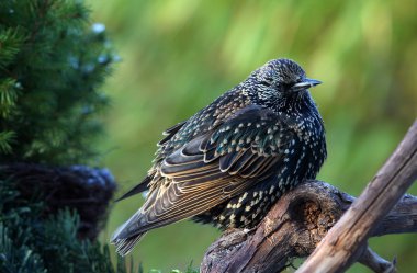 Starling (Sturnus vulgaris)