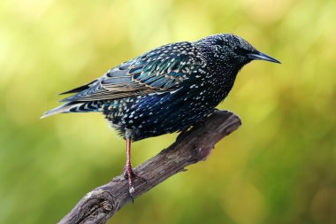 Starling (Sturnus vulgaris)