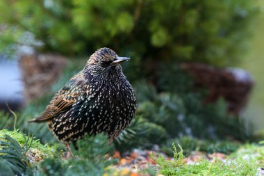 Starling (Sturnus vulgaris)