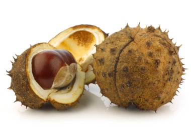 Taze düşmüş chestnuts(Aesculus hippocastanum