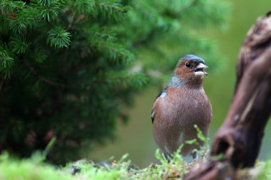 ispinoz (fringilla coelebs