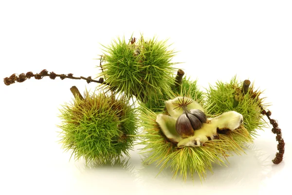 stock image Fresh green chestnuts