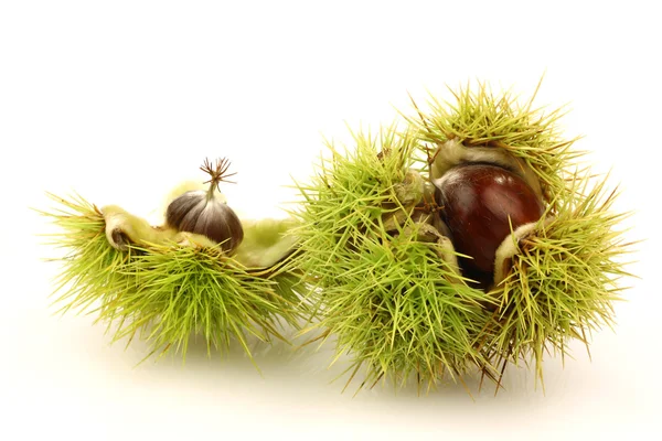 stock image Fresh green chestnuts