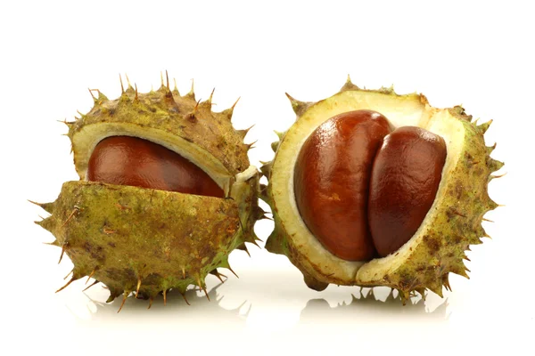 stock image Freshly fallen chestnuts