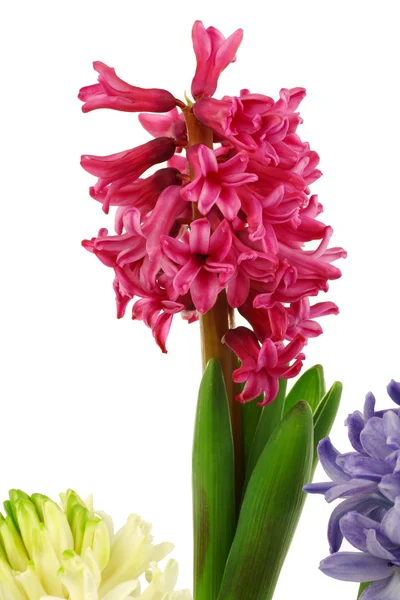 Colorful flowering hyacinths — Stock Photo, Image