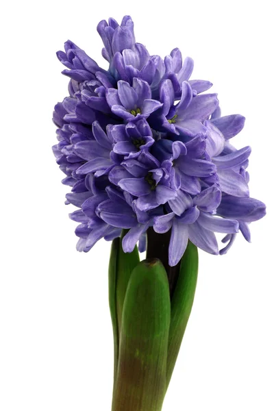 Giacinto lilla fiorito — Foto Stock