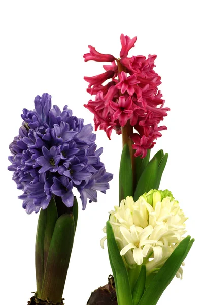 Kolorowe kwiaty Hiacynty — Zdjęcie stockowe