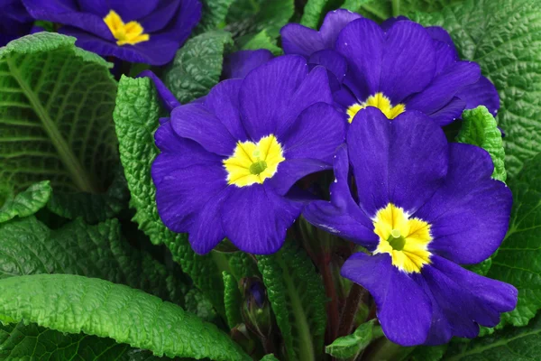 Primula'nın