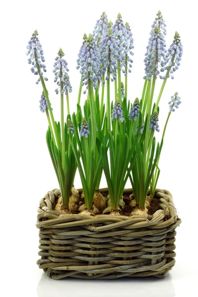 Flowering common grape hyacinths in a woven wicker basket — Stock Photo, Image