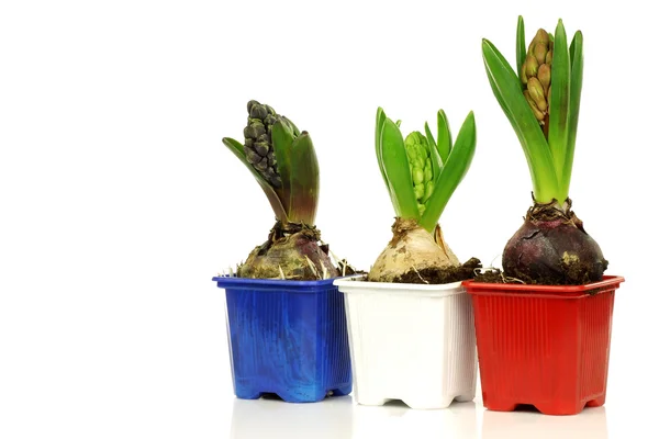 Three hyacinths in colorful pots — Stock Photo, Image