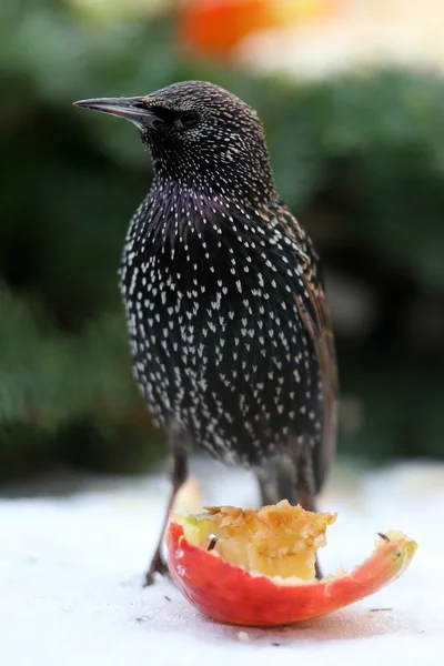 Bir elma besleme starling (sturnus vulgaris) — Stok fotoğraf