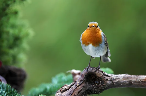 Robin (Erithacus rubecula) sitting on a branch — Stock Photo, Image