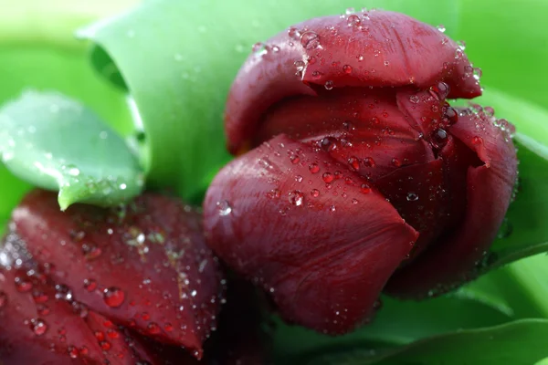 stock image Red tulips