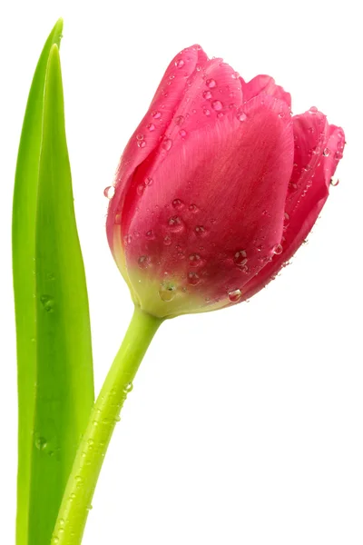 Tulipe rose — Photo