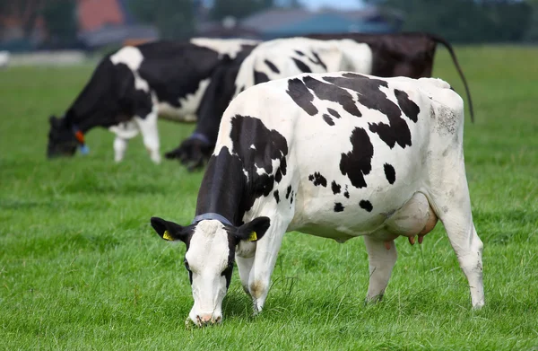 Αγελάδες γαλακτοπαραγωγής που βόσκουν σε ένα λιβάδι — Φωτογραφία Αρχείου