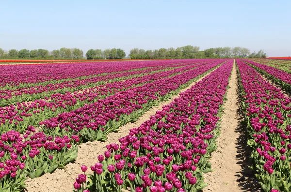 Тюльпанове поле з рядами різнокольорових квітів — стокове фото