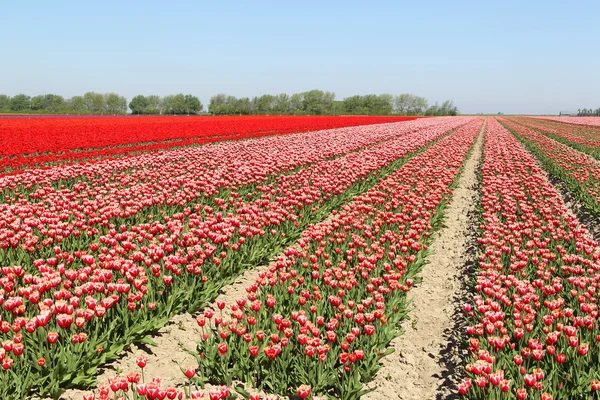 Тюльпанове поле з рядами різнокольорових квітів — стокове фото
