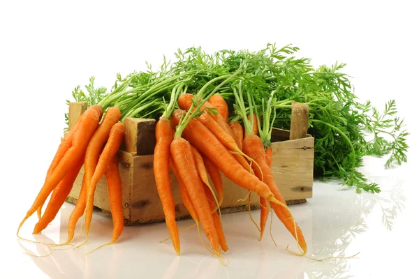 Freshly harvested carrots in a wooden crate — Stock Photo, Image