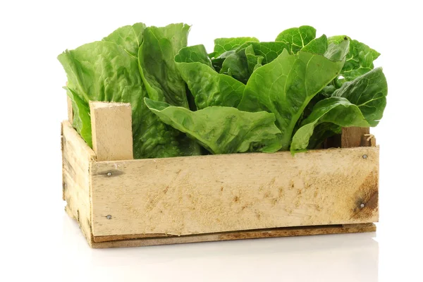 Fresh "little gem" lettuce in a wooden crate — Stock Photo, Image