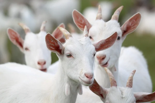 Groupe de chèvres blanches — Photo